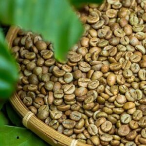 Uganda Robusta SC 15