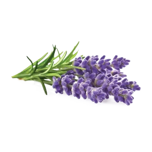 Lavender Flower